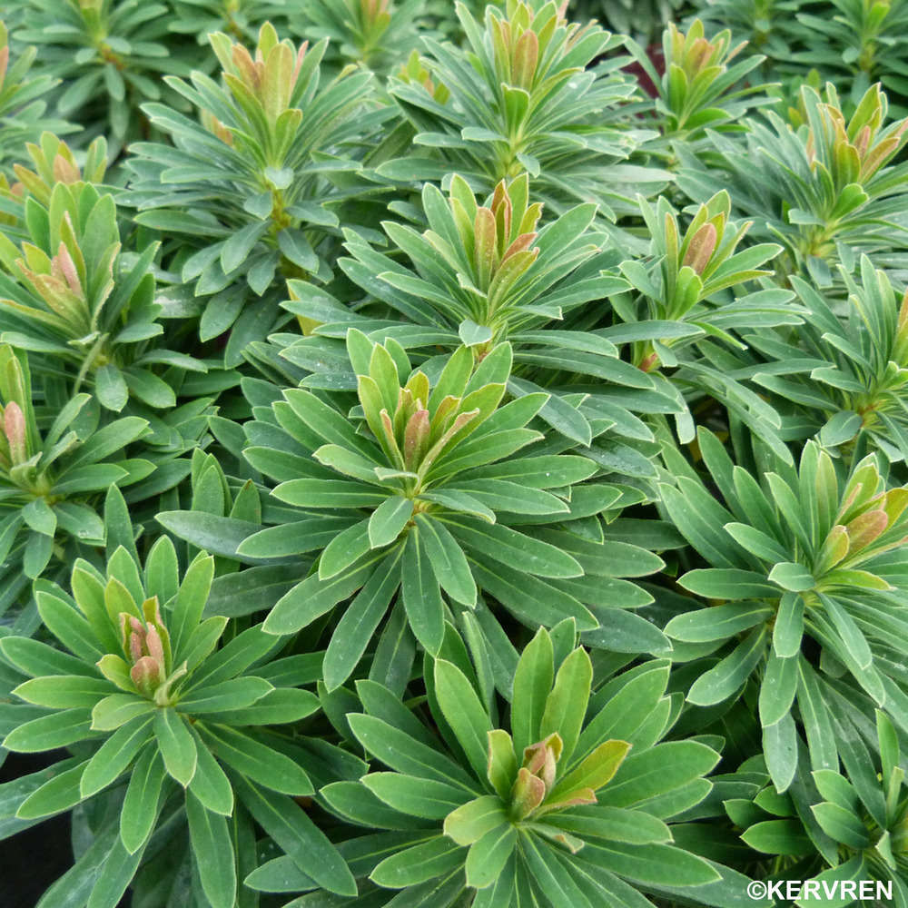 Euphorbia arbustive : pot 3L