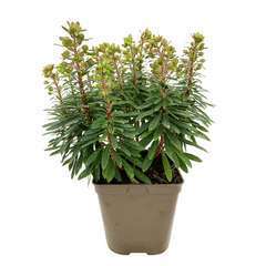 Euphorbia arbustive : pot 3L