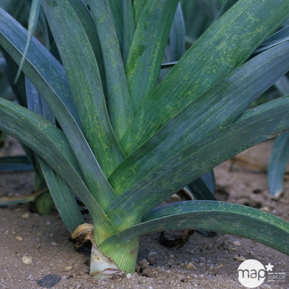 Plants de poireaux 'Bleu de Solaise' : botte de 50 plants