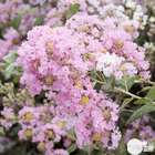 Lagerstroemia indica :  ctr 10 litres