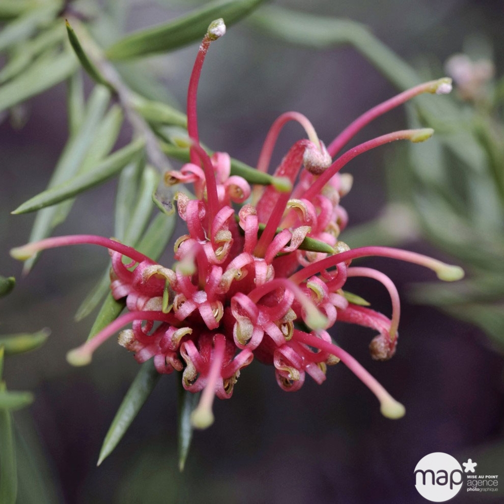 Grevillea juniperina : conteneur 7 litres
