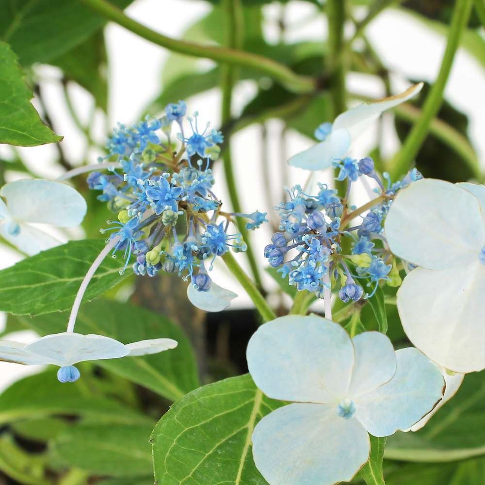 Hydrangea serrata, ctr 5 L