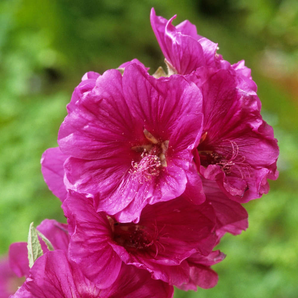 Lavatera red rum touffe : C. 5L