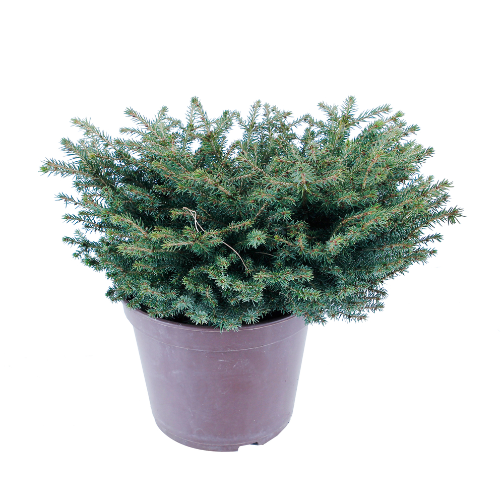 Picea abies Nidiformis, H : 30/40 cm ctr 4L