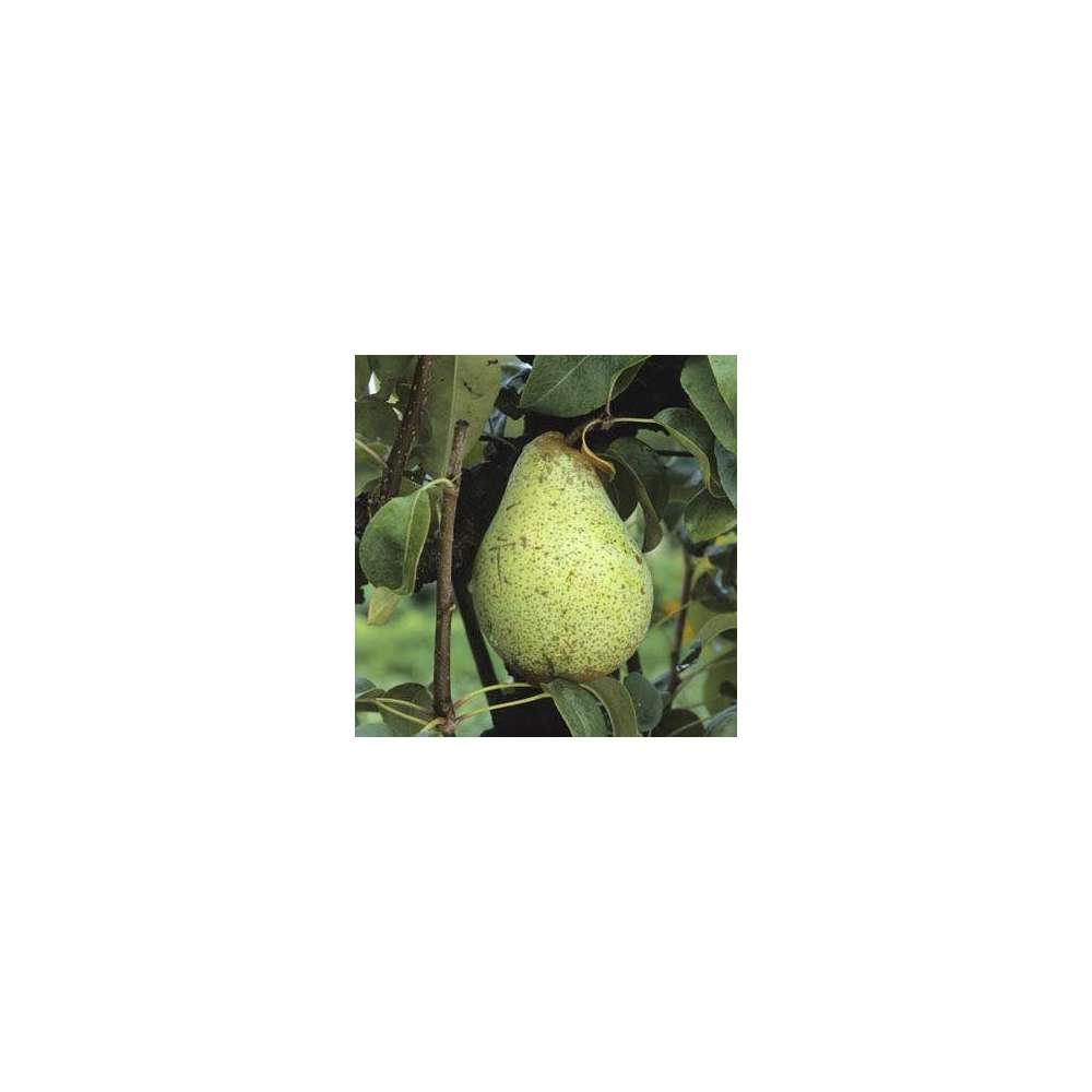 Poirier Comtesse de Paris : palmette verrier prêt à planter