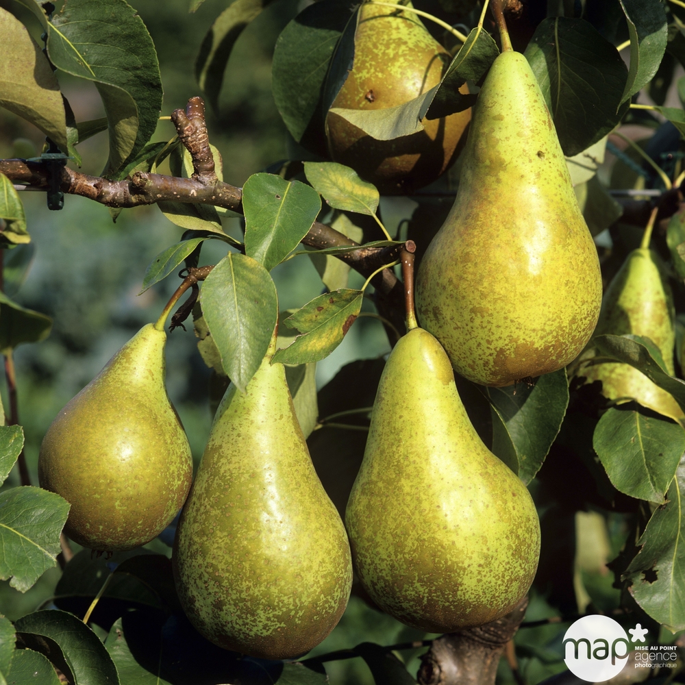 Poirier Conférence : palmette verrier prêt à planter
