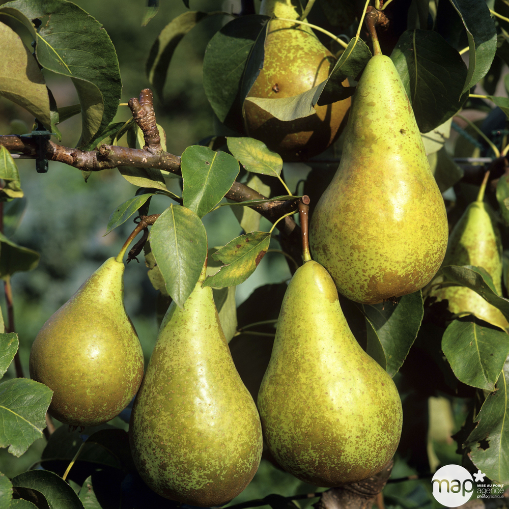 Poirier Varié : palmette verrier prêt à planter