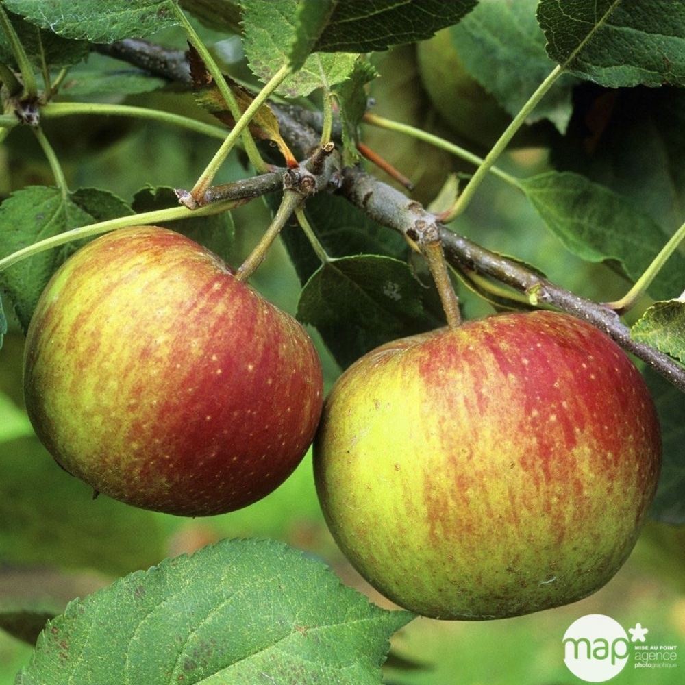 Pommier Belle de Boskoop : palmette verrier prêt à planter