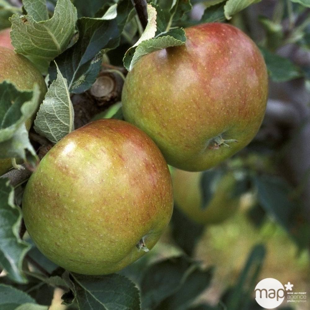 Pommier Cox orange Pippin : palmette verrier prêt à planter