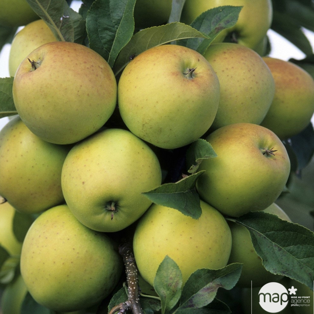 Pommier golden delicious : palmette verrier prêt à planter