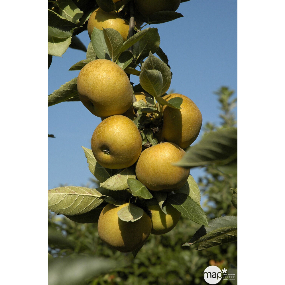 Pommier Reinette Grise du Canada : palmette verrier prêt à planter