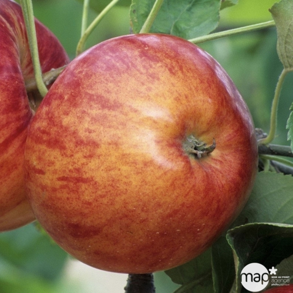 Pommier 'Reine de Reinette' label rouge : 15L - 4/5 ans - 1/2 tige