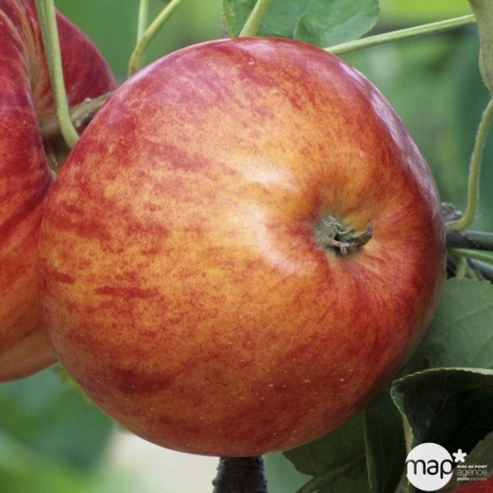 Pommier Varié : palmette verrier prêt-à-planter
