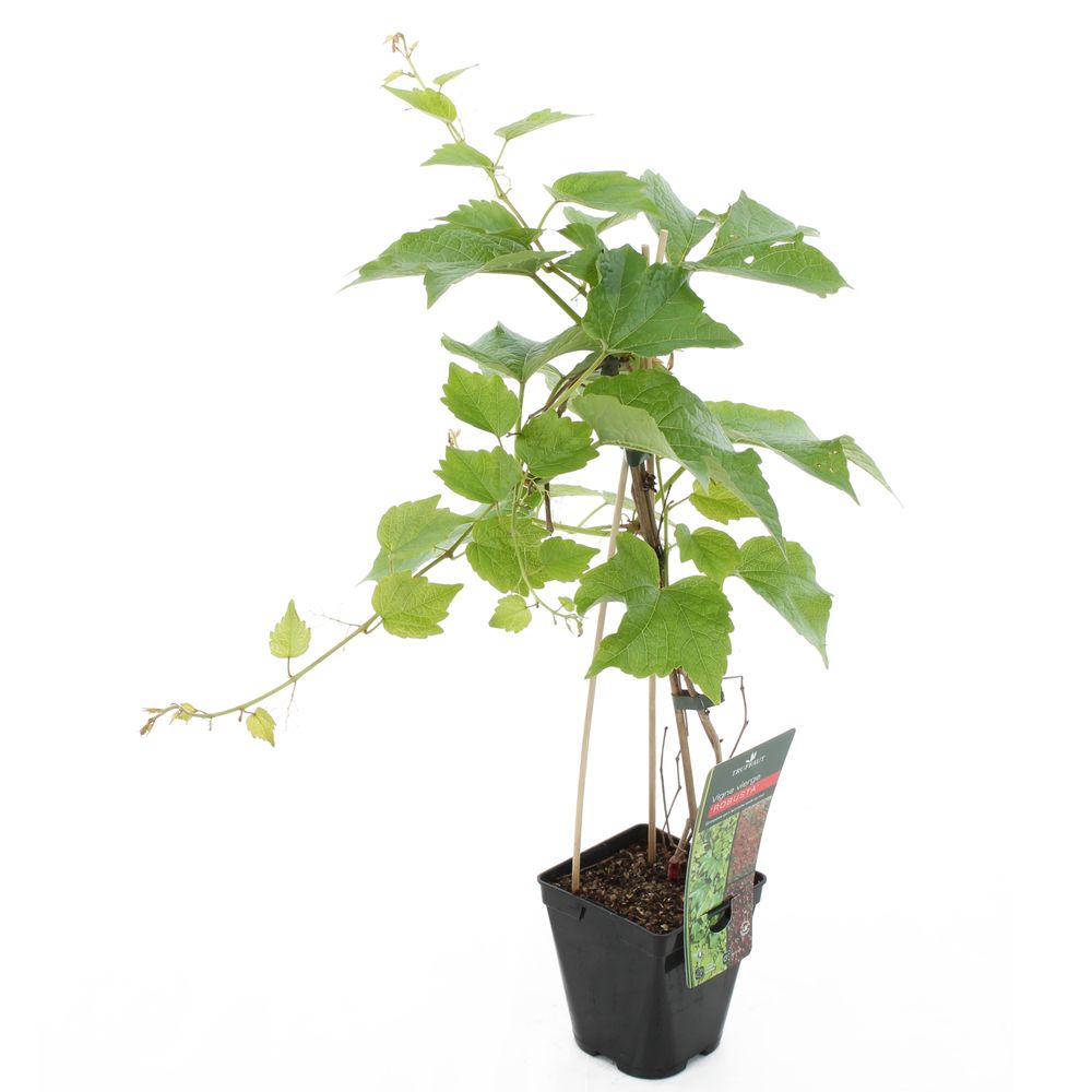 Parthenocissus Robusta, ctr de 1.3 litres