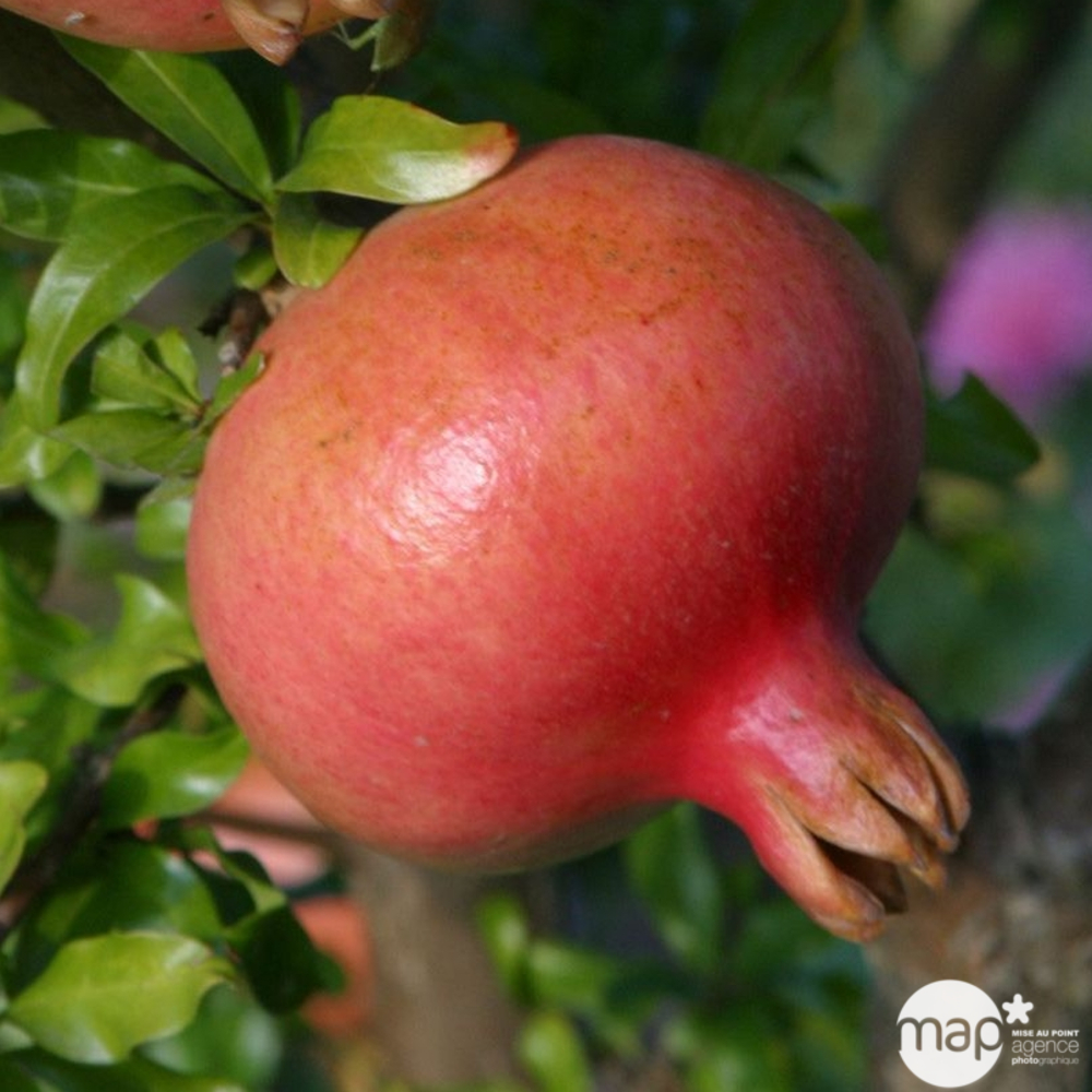 Grenadier (Punica granatum) : pot de 10L