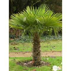 Trachycarpus Fortuneii : Stipe 40/50 cm ctr