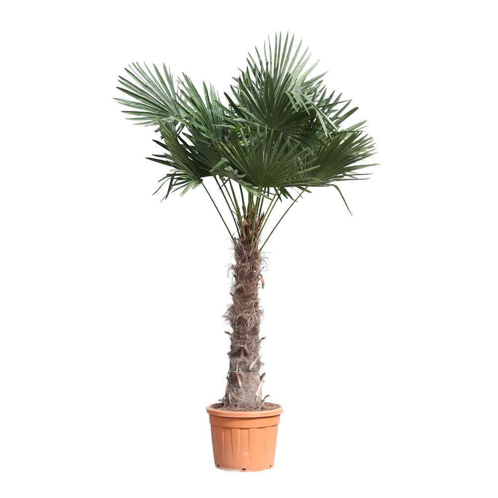 Palmier de Chine - Trachycarpus fortunei : H200/230cm, pot D50cm