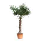 Palmier de Chine - Trachycarpus fortunei : H200/230cm, pot D50cm