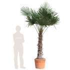 Palmier de Chine - Trachycarpus fortunei : H200/230cm, pot D50cm