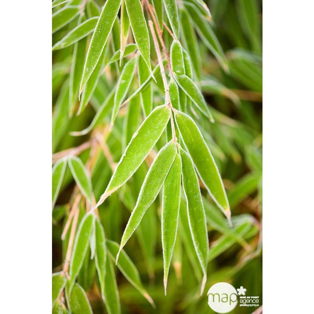 Fargesia rufa : conteneur 5 L