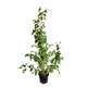 Cercidiphyllum japonicum: pot 15L