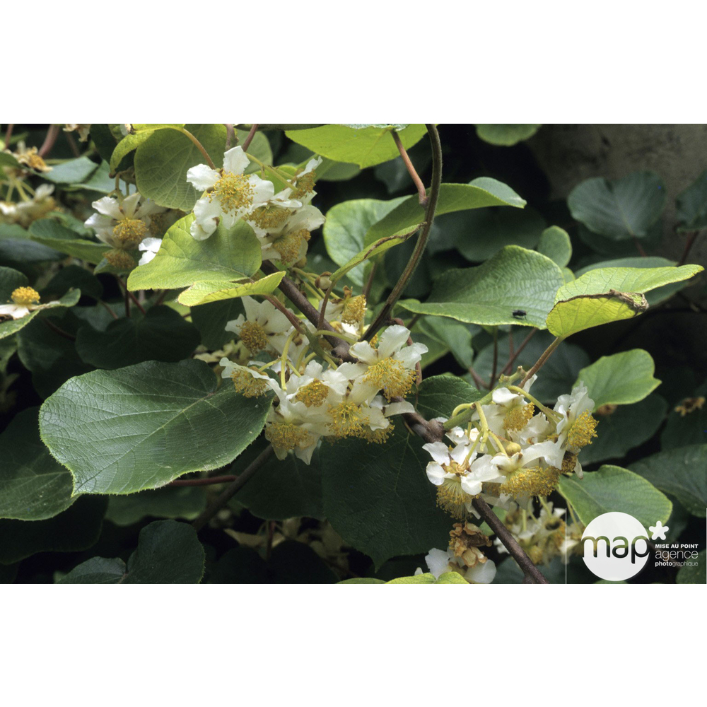 Kiwi chinensis autofertile : pot de 3 litres