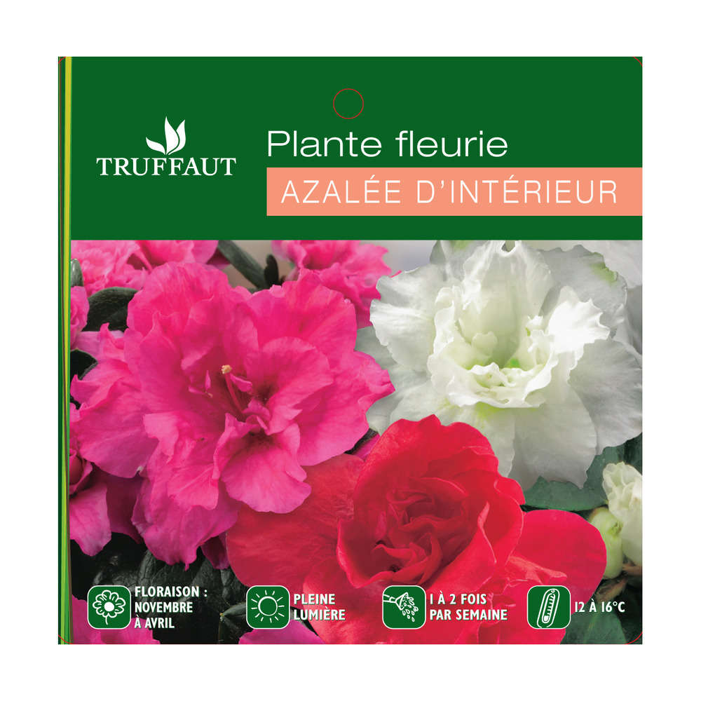 Azalée d'intérieur : plante Ø60cm pot