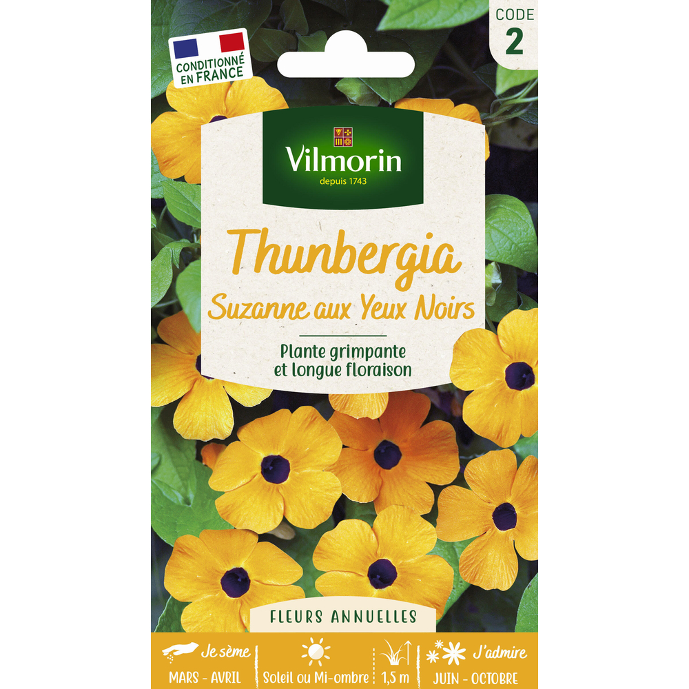 Thunbergia Alata : en sachet