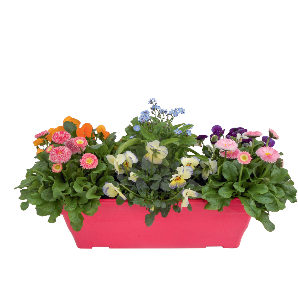 Bisannuelle jardiniÃšre 40 cm