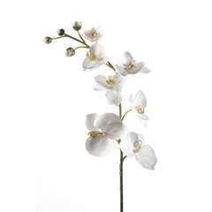 Tige orchidée ramifiée, crème