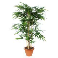 Bambou en pot : vert, d75 H 150Â cm