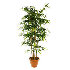 Bambou en pot Ø 37 cm, vert Ø 90 x H. 210 cm