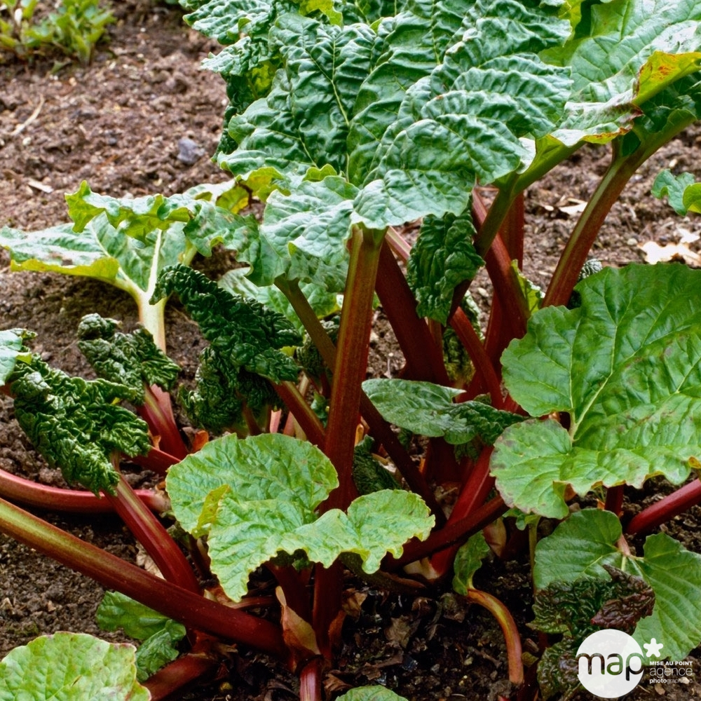 Rhubarbe : pot 0,5L