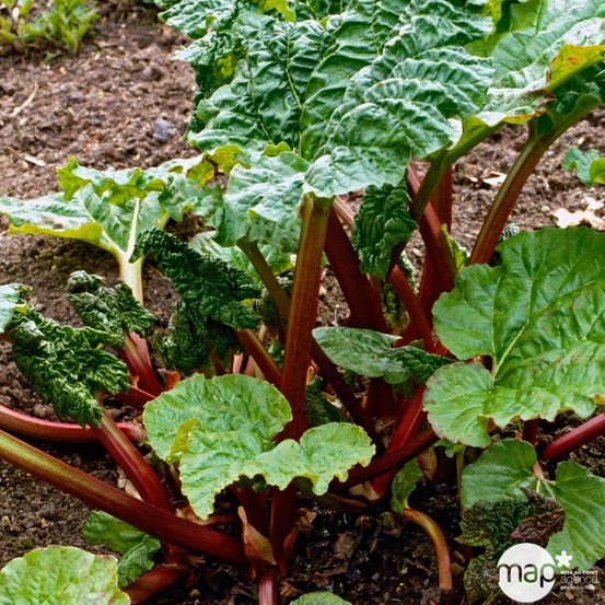 Rhubarbe : pot 0,5L