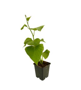 Ipomée: pot d.10,5cm
