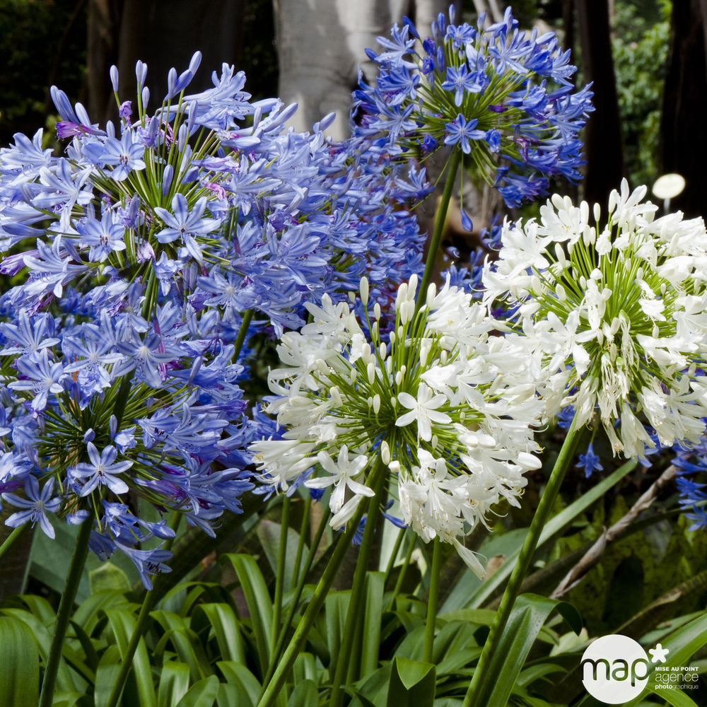 Agapanthe, variétés variables : pot 14L