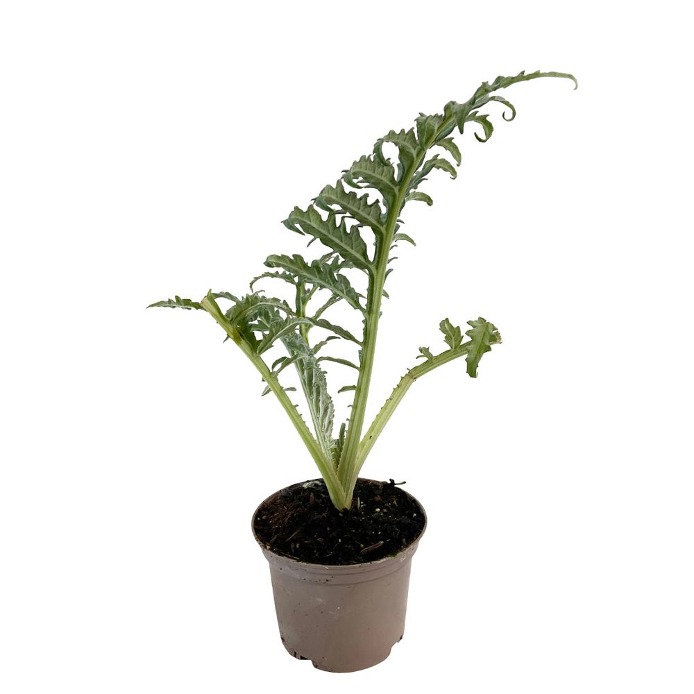 Artichaut vert de laon: pot 1L