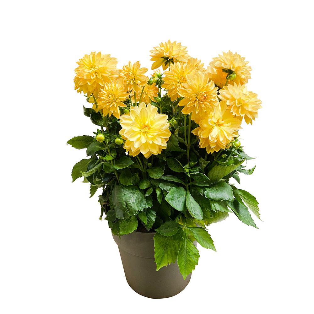Dahlia de bouture : Ctr 9,3 litres