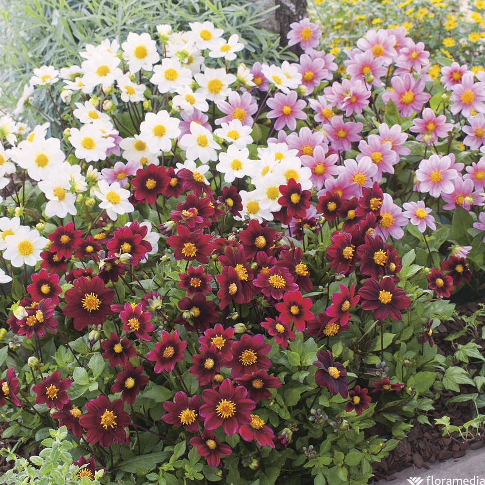 Dahlia nain : Ctr 6 litres