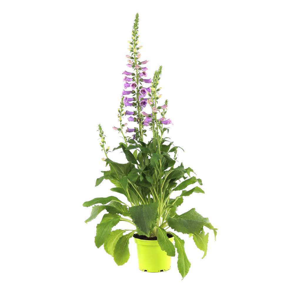 Digitale : conteneur de 3 Litres