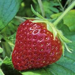 Plants de fraisiers 'Cijosée' : barquette de 6 plants