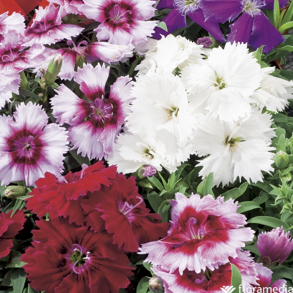 Œillet de chine : pot Ø 19 cm ou conteneur 3 litres