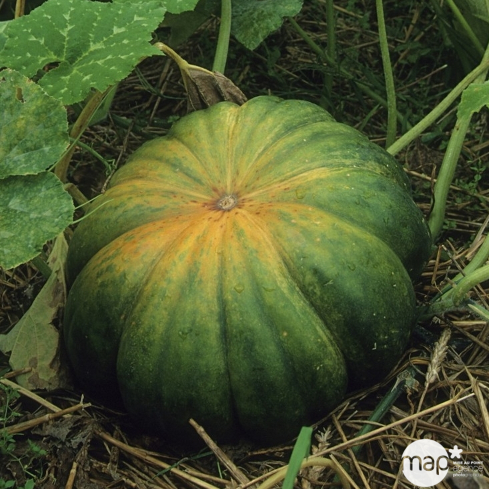 Plant de potiron 'Musque Provence' : pot de 0,5 litre