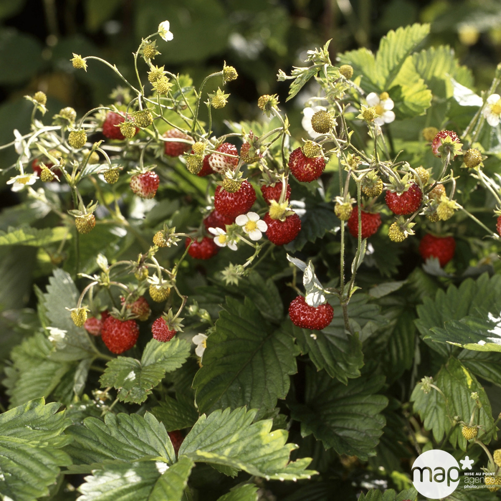 Plant de fraisier 'Mount Everest' : pot de 0,5 litre