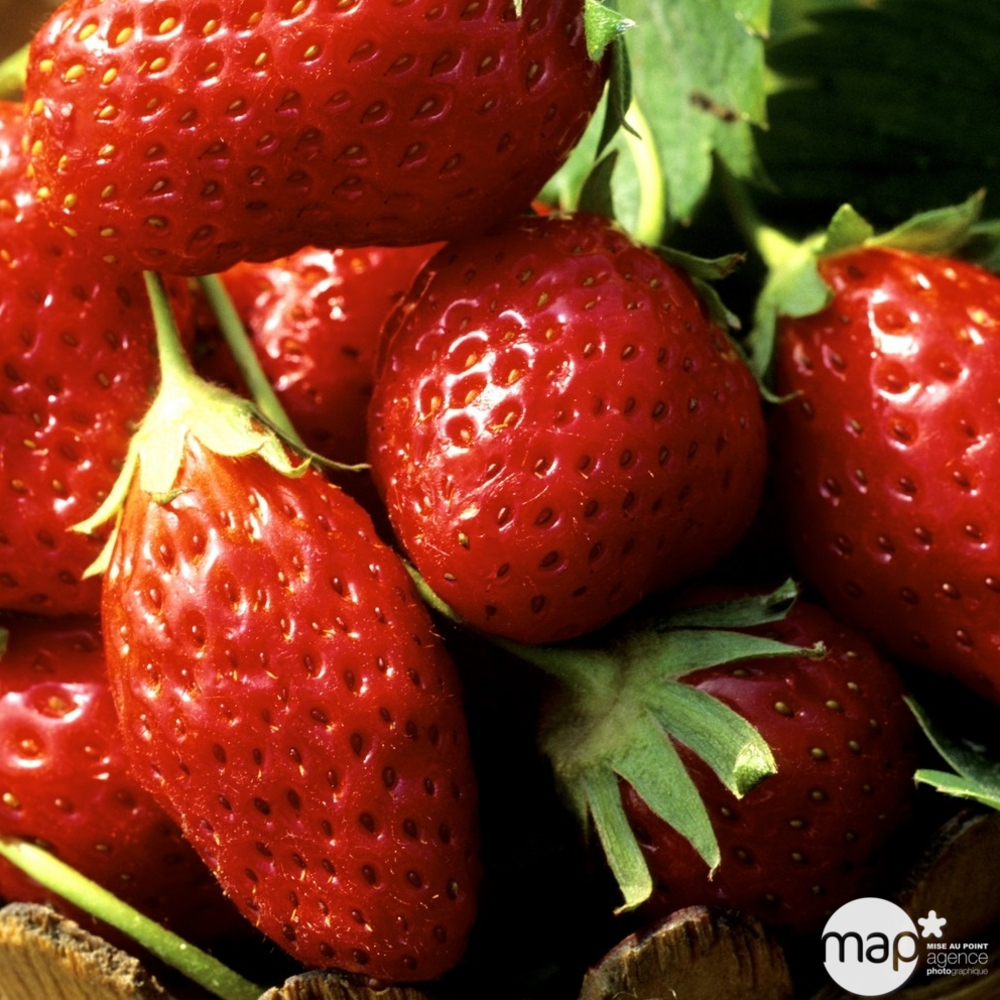 Plant de fraisier 'Mara des Bois' : pot de 0,5 litre