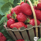 Plant de fraisier 'Gariguette' : pot de 0,5 litre