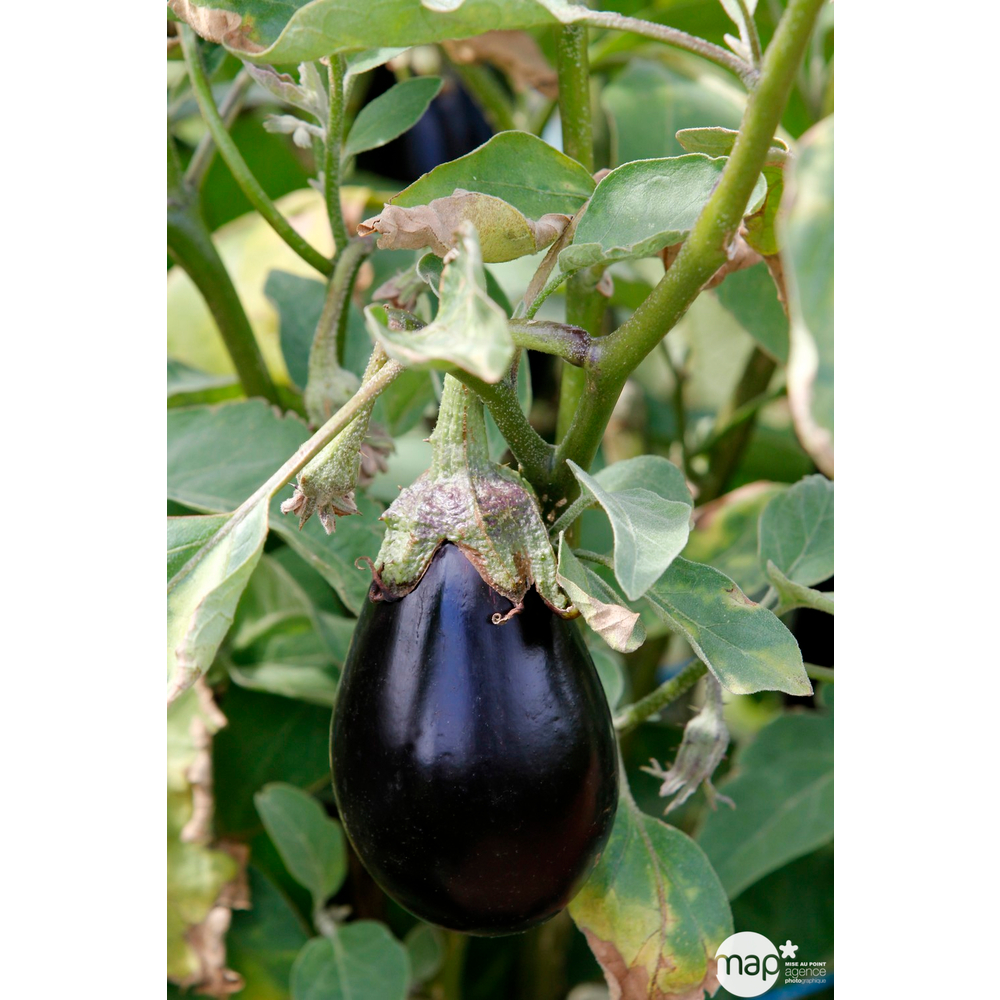 Plants d'aubergines 'Avan' F1 : barquette de 3 plants