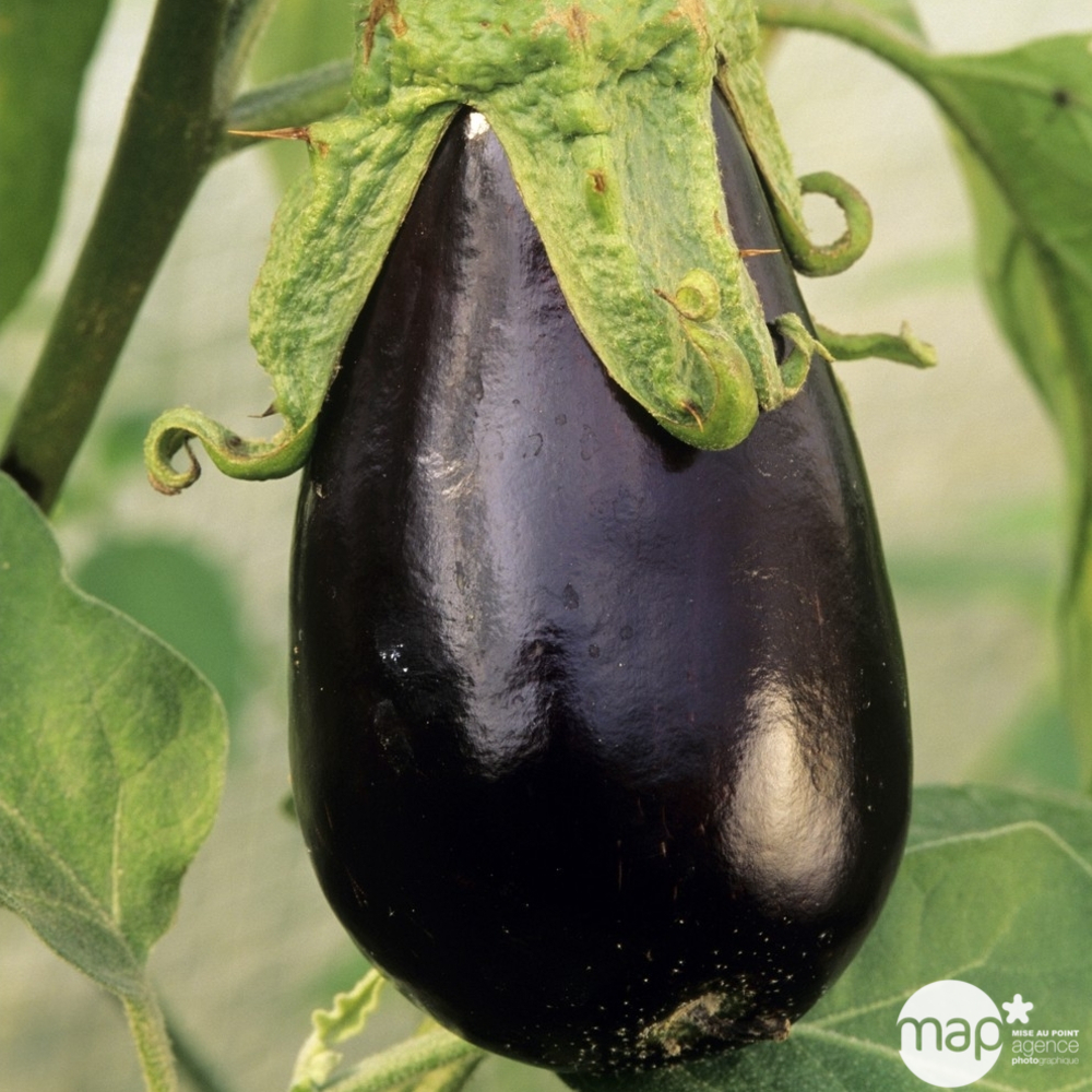 Plants d'aubergines 'Baluroi' F1 : barquette de 3 plants