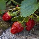 Plants de fraisiers 'Cirafine' : barquette de 6 plants