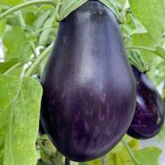 Plant d'aubergine 'Bonica' F1 greffée : pot de 1 litre